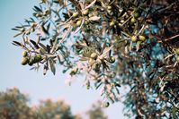 Aus der großen Familie der Olivenbaumsorten stechen einige durch ihre größere Präsenz hervor, wie z. B. Arbequina, Cornicabra, Hojiblanca oder Piqual, die zu den wichtigsten in Spanien und auch in Europa gehören.
