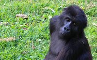 Bild: IFAW