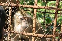 Dieser Affe ahnt noch nicht, was ihm bevorsteht. Gerade erst der Wildnis von Mauritius entrissen, geht es nun in die Gefangenschaft. Seine Nachkommen werden im Tierversuch enden. © M. Karremann/Deutscher Tierschutzbund (DTSchB).
