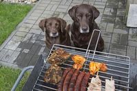 Auch wenn man meinen könnte, sie vergehen vor Hunger - falsches Mitleid ist fehl am Platze. Stark gewürztes Grillfleisch ist tabu für Hunde.