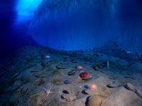 Wirbellose Benthonten vor einer Eiswand im antarktischen McMurdo-Sund (Symbolbild)