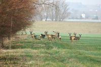 Rehe (Symbolbild)