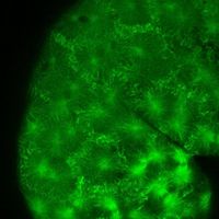 Unter grünem Fluoreszens-Licht lassen sich die Zellstrukturen, hier die Mikrotubuli, an lebenden Fischembryonen beobachten. (Bild: NIH, KIT)
Quelle:  (idw)