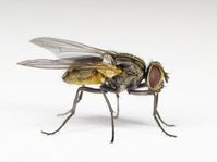 Weit verbreitetes Forschungsobjekt: die Stubenfliege Musca domestica.
Quelle: Foto: Peter Koomen (idw)