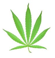 Cannabis: Wirkung wissenschaftlich geklärt. Bild: pixelio.de/manwalk