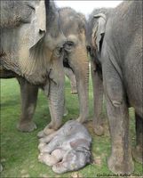 Schlafendes neugeborenes Asiatisches Elefantenbaby bewacht von Mutter und Tanten. Das hohe Kompetenzlevel bei der Geburt und die enorme Fürsorge der Herde tragen zur hohen Überlebensrate von Elefantenkälbern bei.
Quelle: Foto: Guillaume Rebis (idw)