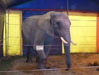 Elefantendame Benjamin im Circus Luna. Bild: PETA