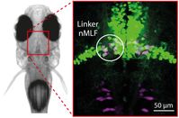 nMLF-Region im Mittelhirn von Zebrafischlarven. Mit Hilfe der Optogenetik können Forscher hier einze
Quelle: (c) MPI für Neurobiologie / Thiele (idw)