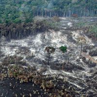Das brasilianische Waldgesetz gefährdet riesige Waldflächen. Bild:  WWF-Brazil / Juvenal Pereira