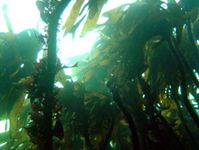 An der Felsküste Norwegens wächst ein dichter Unterwasserwald aus Palmentang (Laminaria hyperborea). Ähnlich wie auf den Baumstämmen in tropischen Urwäldern siedeln auf den Stielen der Laminarien viele Aufsitzerpflanzen (Epiphyten). Die „Regenwälder des Meeres“ bieten vielen Tieren Lebensraum und dienen als Kinderstube. (Foto: Prof. Dr. Stein Fredriksen, Universität Oslo)