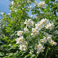 Ziersträucher wie falscher Jasmin (Philadelphus coronarius) bleiben dieses Jahr oftmals eher klein, sie hatten schlicht zu wenig Wärme.  Bild: M. Schuppich - stock.adobe.com Fotograf: Bund deutscher Baumschulen (BdB) e.V.