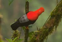 Der leuchtend rote Andenfelsenhahn (Rupicola peruviana) ernährt sich von Früchten von mehr als 100 verschiedenen Pflanzenarten des tropischen Bergregenwalds.
Quelle: Copyright: Matthias Dehling (idw)