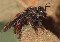 Stachellosen (Honig-)Bienen (Meliponini) Bild: José Reynaldo da Fonseca / wikipedia.org