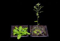 Arabidopsis blüht bei unterschiedlichen Temperaturen zu unterschiedlichen Zeiten (links: 16 Grad, re
Quelle: Gertrud Scheer, Max-Planck-Intitut für Entwicklungsbiologie (idw)