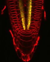 Zu sehen ist die Aktivität des SMXL4 Gens (in gelb) in sehr frühen Phloemzellen der Wurzelspitze von Arabidopsis thaliana. Quelle: Bild: Eva-Sophie Wallner (idw)