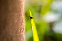 Ohne den richtigen Schutz ist es schnell passiert: Zecken sitzen an Grashalmen und Sträuchern und warten darauf, dass ein passendes Opfer vorbeistreift.