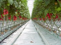 Erdfreie Hors-sol Produktion Unterglasgemüsebau (hier: Tomaten) auf Steinwolle mit Tropfbewässerungssystem (Symbolbild)
