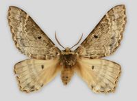 Eines der raren Museumsexemplare von Pseudobiston pinratanai befindet sich in der Schmetterlingssammlung des Staatlichen Museums für Naturkunde Stuttgart. Quelle: Copyright: SMNS (idw)