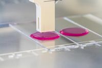 Labor statt Büro: Forscher drucken mit Hilfe von Tintenstrahldruckern Zellsuspensionen auf rosa schi
Quelle: © Fraunhofer IGB (idw)