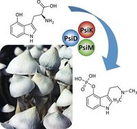 Herstellungsverfahren für Magic-Mushrooms-Wirkstoffe
Quelle: (c) Wiley-VCH (idw)