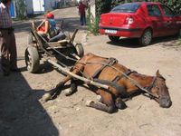 Geschundene Pferde in Ost-Rumänien. Hufschmied Markus Raabe kämpft für die hilflosen Tiere. Bild: ST.GEORG