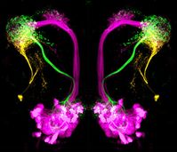 Neuronentypen im lateralen Horn von Drosophila melanogaster: Hemmende Projektionsneurone (grün) reagieren auf attraktive, übergeordnete Neurone des lateralen Horns (orange) auf abstoßende Düfte. Quelle: Antonia Strutz / Max-Planck-Institut für chemische Ökologie (idw)