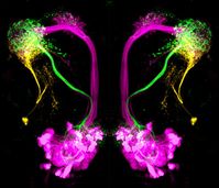 Neuronentypen im lateralen Horn von Drosophila melanogaster: Hemmende Projektionsneurone (grün) reagieren auf attraktive, übergeordnete Neurone des lateralen Horns (orange) auf abstoßende Düfte. Quelle: Antonia Strutz / Max-Planck-Institut für chemische Ökologie (idw)