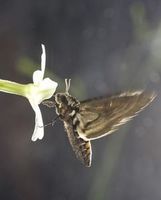 Tabakschwärmer trinkt Nektar aus einer Blüte.