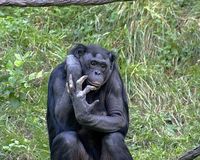 Bonobo Bild: Kabir / wikipedia.org