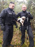 Mops aus Bockhorn Bild: Polizei