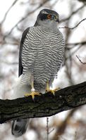 Habicht (Accipiter g. gentilis), adultes Männchen