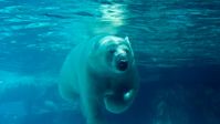Zooverband fordert schnelle Umsetzung des neuen Weltnaturschutzabkommens. Eisbär schwimmt unter Wasser.