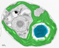 Das Pyrenoid (blau) ist hier im Querschnitt einer Algenzelle durch Falschfarben-Elektronenmikroskopi
Quelle: Moritz Meyer, University of Cambridge (idw)
