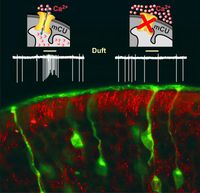 Die Abbildung zeigt fluoreszenzmarkierte Riechnervenzellen (grün) in einem Dünnschnitt aus der Nasenschleimhaut der Maus. Die Fortsätze der Riechnervenzellen enden am Übergang zur Nasenhöhle (schwarz) mit fadenförmigen Ausläufern (sog. Zilien), die die Riechschleimhaut bedecken. In roter Farbe sind durch Antikörper markierte und gefärbte Mitochondrien dargestellt, die in allen Zellen der Nasenschleimhaut vorkommen. Oben schematisch dargestellt sind die elektrischen Entladungen einer repräsentativen Riechnervenzelle bei Duftwahrnehmung. Ist die Aufnahme von Kalzium in die Mitochondrien durch den mCU-Kanal (mCU = „mitochondrial calcium uniporter“) möglich, so reagiert die Riechnervenzelle auf den Duft. Wird Aufnahme von Kalzium blockiert, findet keine Duftantwort statt.
Quelle: Abbildung: RWTH Aachen (idw)