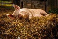 Stall, Schwein (Symbolbild)