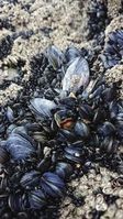 Muschelbank: Mikroplastik reichert sich leicht an.