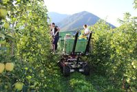 Apfelernte 2014 im Val di Non, Norditalien
Quelle: (Foto: Thomas Lindemann, Thünen-Institut) (idw)