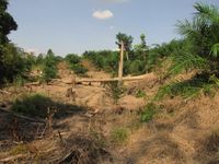 Ölpalm-Plantage in der Provinz Jambi auf Sumatra, Indonesien.
Quelle: Foto: Andrew Barnes (idw)