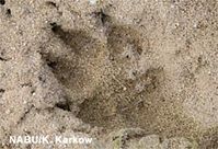 Der Wolf setzt zum zweiten Mal seine Pfoten auf deutschen Boden. Bild: NABU