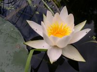 Die „echte“ Weiße Seerose Nymphaea alba und..
Quelle: Senckenberg (idw)