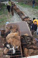 Auf dem von Animals Asia gebauten Qiming Rettungszentrum in Chengdu, China, wurden zu Jahresbeginn 149 beschlagnahmte Hunde untergebracht und so vor einem grausamen Tod gerettet. Bild: "obs/AAF Animals Asia Foundation e.V." 