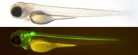 Drei Tage alte Larve eines genetisch veränderten Zebrabärblings (oben). Unter UV-Beleuchtung werden Zellen des Gehirns und Rückenmarks sichtbar (unten). Bilder: Gerrit Begemann. (idw)