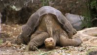 Lonesome George