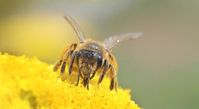 Biene: Verschmutzte Luft stört Nahrungssuche. Bild: luise/pixelio.de