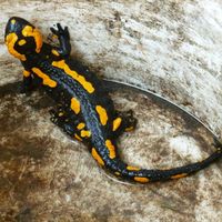 Salamander, Eidechsen und Singvögel sind Opfer von Wilderern in Deutschland. Bild: Kunkelmann/WWF