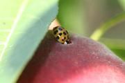 Asiatischer Marienkäfer frisst an Pfirsich-Frucht Foto: J.Gross/Julius Kühn-Institut (Dossenheim)