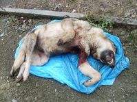 Tausende „Straßenhunde“ werden in Russland grausam getötet. Bild: PETA