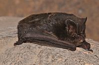 Mobsfledermaus