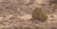 Bild: Screenshot Youtube Video "[RAW] Strange creature caught on camera walking in the desert - is this goat-killing Chupacabra?"