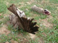 Sterbender Bussard neben Carbofurankoeder. Bild: Komitee gegen den Vogelmord eV.